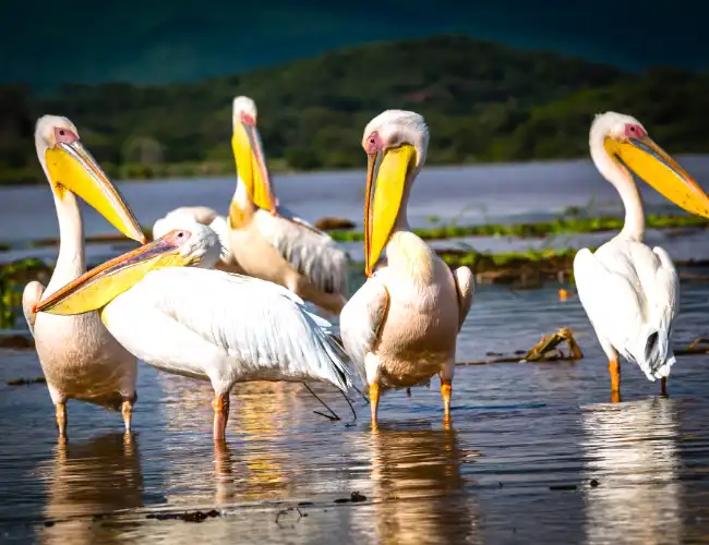 Nechisar National Park